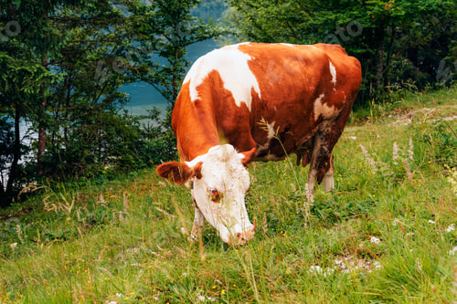 Preview: White and red cow graze on the lake shore