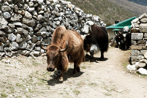 Preview: Group of Yaks carrying goods along the route to Everest Base Camp