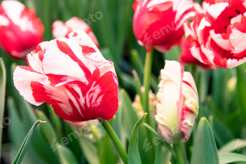 Preview: Red and white tulips flowers in the garden