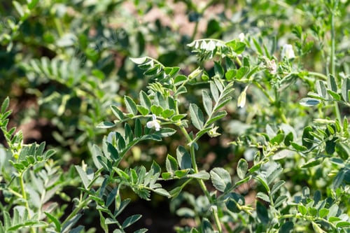 Preview: Chickpeas in garden with leaves. Chickpeas plant growing.