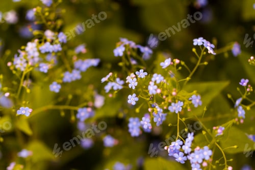 Preview: Garden in bloom