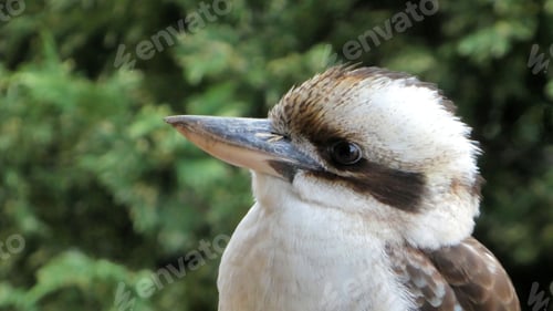 Preview: Kookaburra against green leaf background
