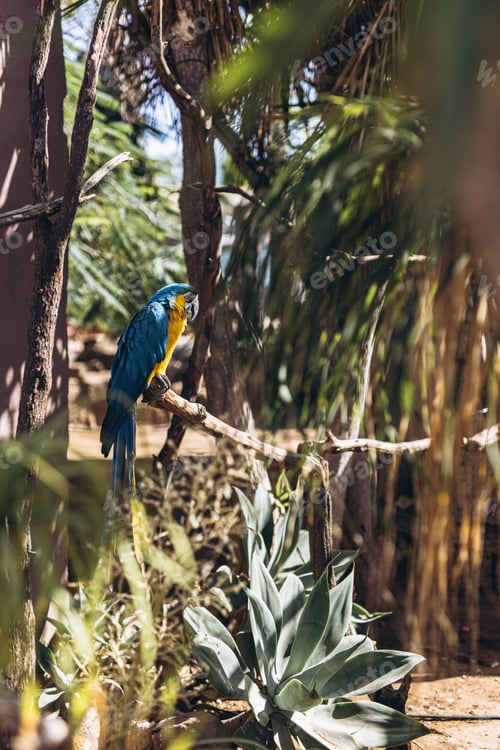 Preview: Big Blue Macaw Blue-and-gold. Tropical and exotic birds. Parrots in a zoo in Tenerife