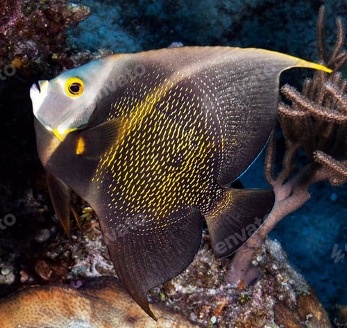 Preview: Picturesque underwater world, fish underwater photo