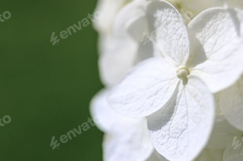 Preview: white hydrangea flowers in full bloom zoomed in. bud and petals hydrangea close up. depth of field