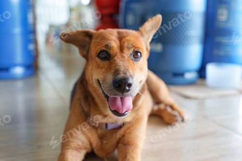 Preview: Happy brown dog lying on floor with tongue out and relaxed posture