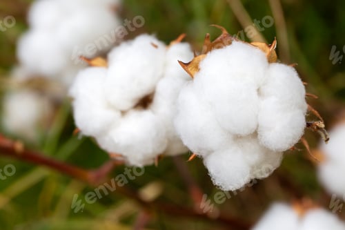 Preview: Cotton fields ready for harvesting, agriculture