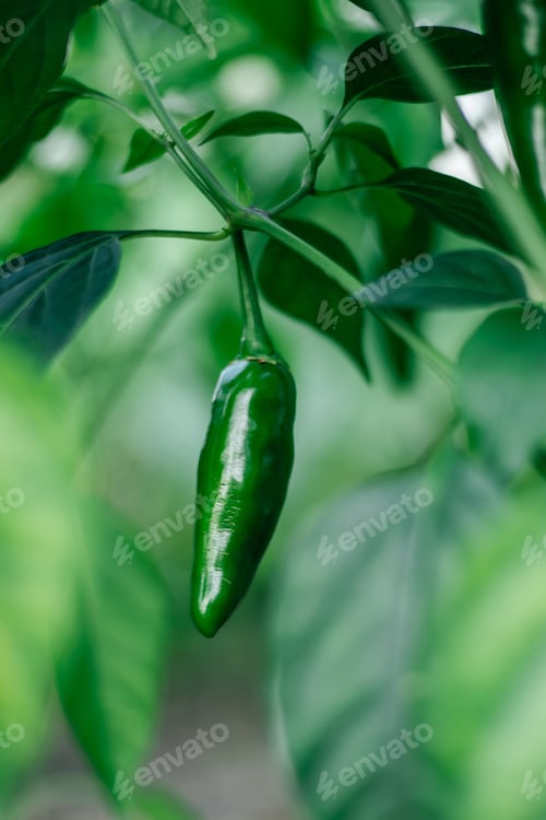 Preview: Close up of green unripe jalapeno pepper growing as field crop agriculture, with blurred background