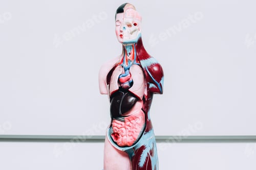 Preview: Anatomical Model Displays Internal Organs and Skeletal Structure