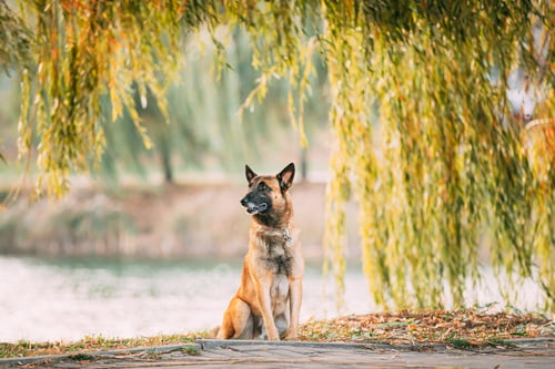 Preview: Malinois Dog Sitting Near Lake Under Tree Branches