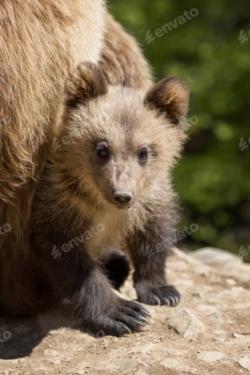 Preview: Wild brown bear cub closeup