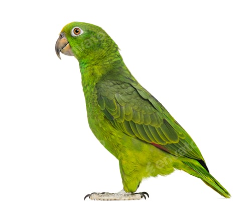 Preview: Panama Yellow-headed Amazon (5 months old) isolated on white