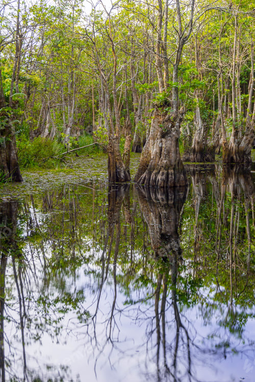Preview: the beauty of Indonesia with mangrove forests and beaches at sunset