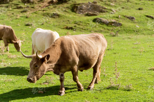Preview: Adult cow grazing in green valley