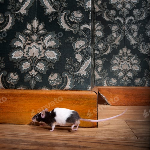 Preview: Black and White Mouse Walking on Wooden Floor