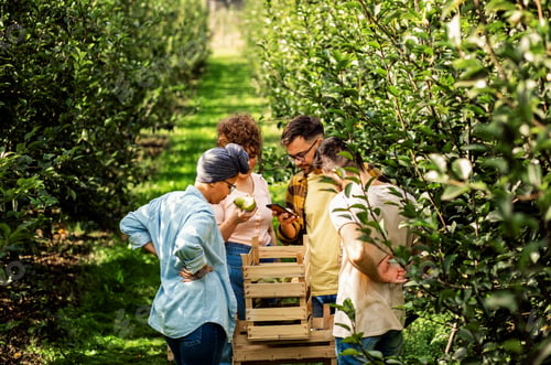 Preview: Group of agriculture students examines the fruit yield in a pear orchard.