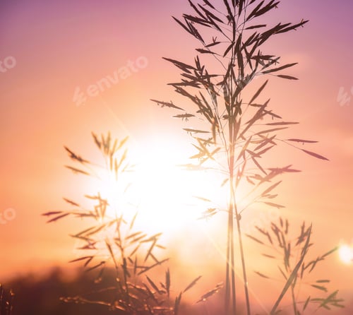 Preview: Golden sunset through tall grass in a field