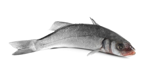 Preview: Fresh sea bass fish isolated on white