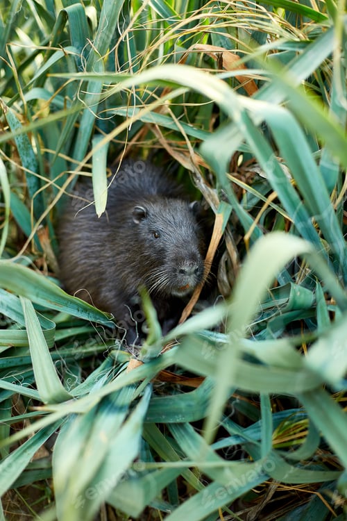 Preview: Closeup of a muskrat Ragondins sitting in bush