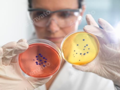 Preview: Scientist examining set of petri dishes in microbiology lab