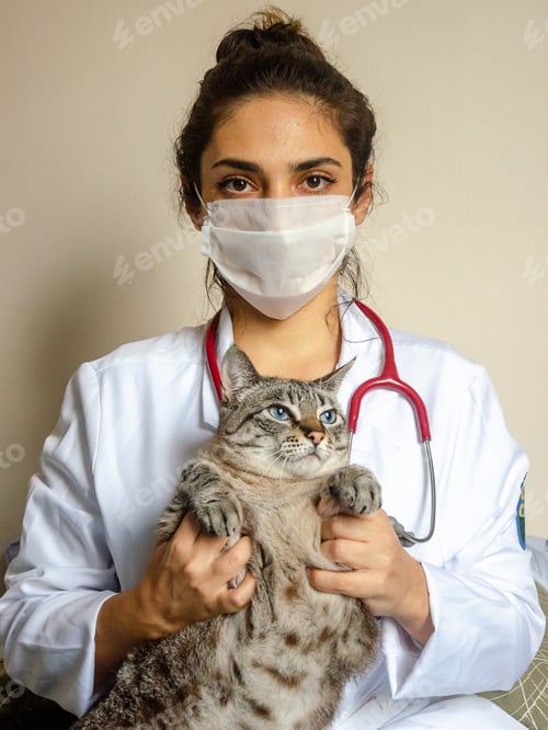 Preview: a veterinary holding a tabby cat using stethoscope