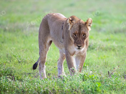 Preview: A Best wildlife tours in the world