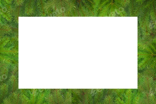 Preview: Green fir branches outline a blank white space