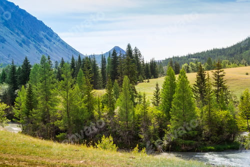Preview: mountain river Chuja runs between coniferous forest and meadows