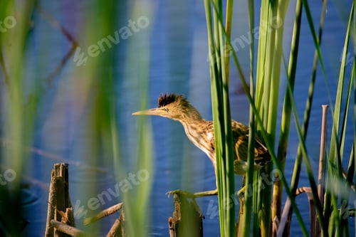 Preview: Little bittern above a tranquil body of water in a natural setting