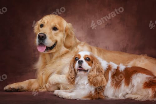 Preview: golden retriever labrador lies with a cavalier king charles spaniel on a brown background