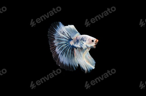 Preview: Beautiful colorful of siamese betta fish