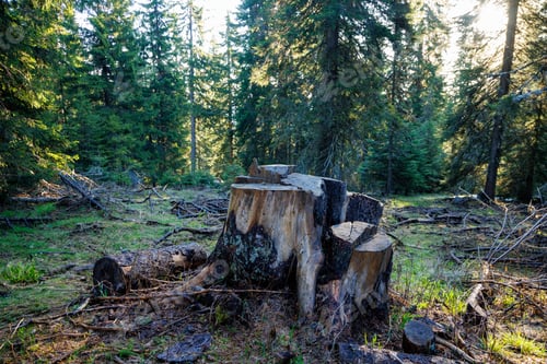 Preview: An stump covered with moss is located on a clearing in a spruce forest