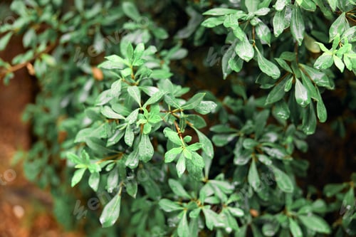 Preview: freshness in nature closeup of lush green bush leaves covered in glistening water droplets