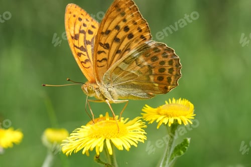 Preview: European Silver-Washed Fritillary Butterfly