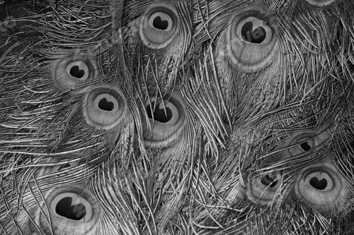 Preview: Peacock feather as a background