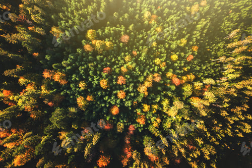 Preview: Top down aerial view of bright green spruce and yellow autumn trees in fall forest.