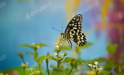 Preview: Butterfly