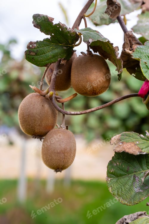 Preview: Kiwi picking season. Kiwi on a kiwi tree plantation with with huge clusters of fruits.