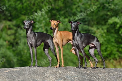 Preview: Three Italian Greyhounds dogs