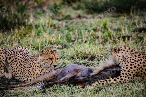 Preview: Cheetah Wildlife Wild Animas Maasai Mara National Game Reserve Kenya