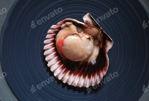 Preview: Shell with fresh scallop on plate, top view