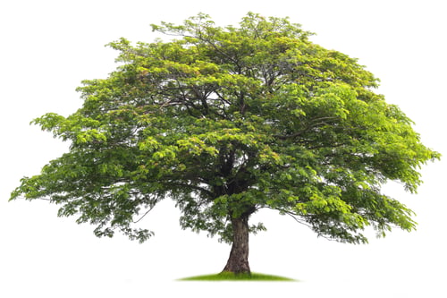 Preview: Lush green tree stands alone on soft grass