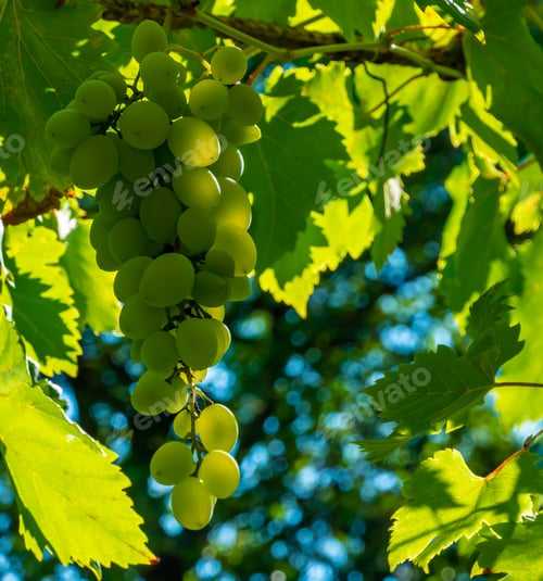 Preview: Grapes green taste sweet growing natural. Green grape on the vine in garden