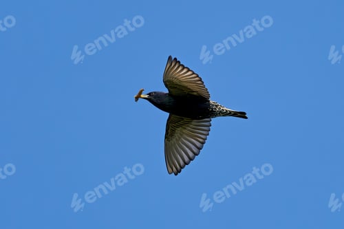Preview: Common starling (Sturnus vulgaris)