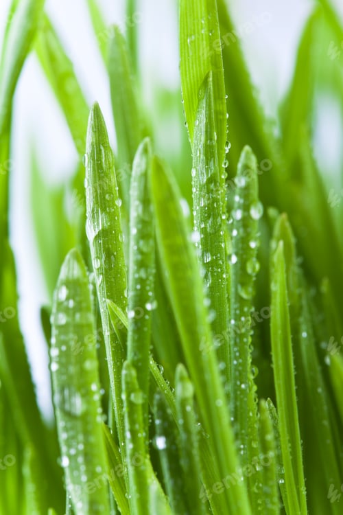 Preview: green grass