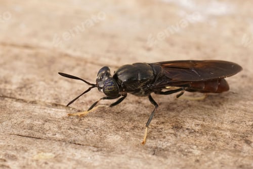 Preview: Detailed closeup on a cosmopolitian species, the black soldier fly, Hermetia illucens