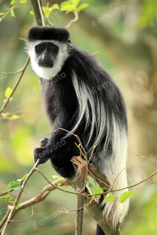 Preview: Black and White Colobus - Uganda, Africa