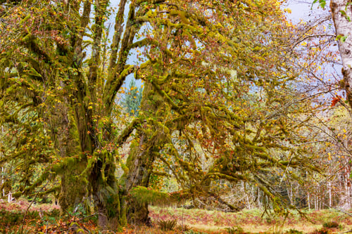 Preview: Autumn in Olympic