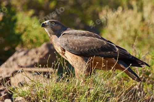 Preview: Predator of the skies - Hawk. Shot of a majestic bird of prey.