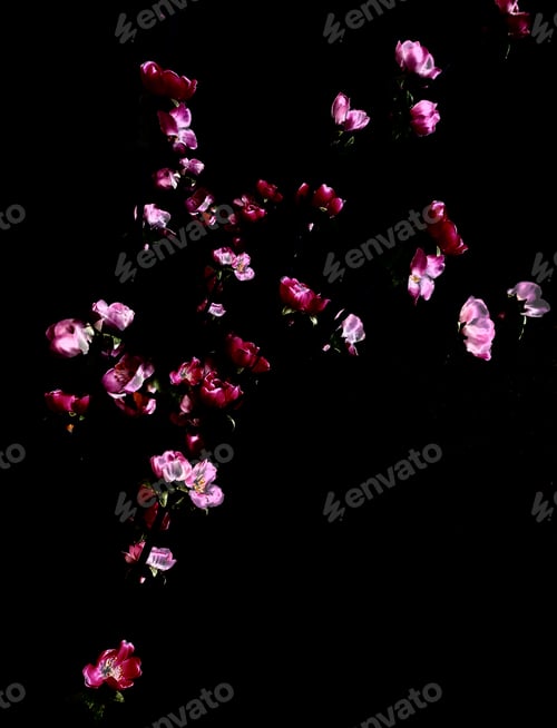 Preview: Japanese flowers on black background